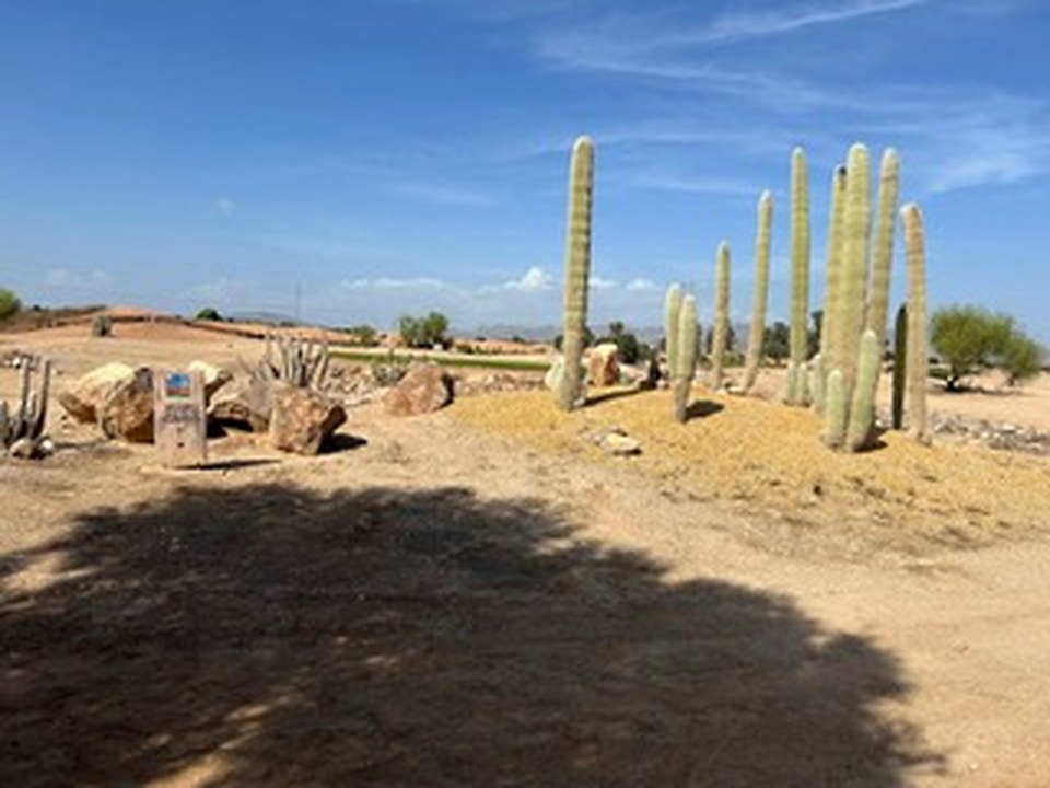 Cactus and desert landscaping