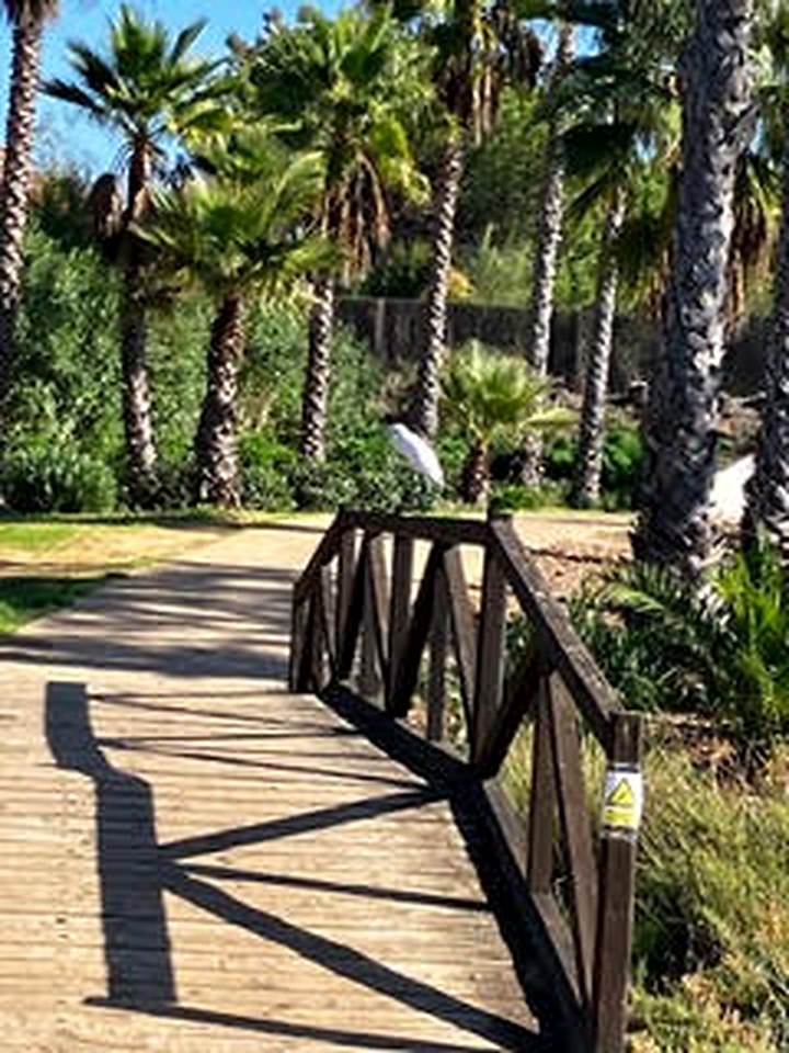 Palm-lined boardwalk on the resort